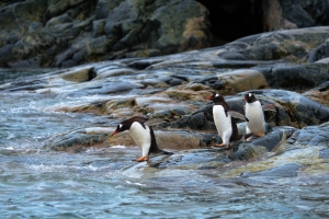 Antarctica Wildlife - Landscape, Nature and Cityscape Photography - Olga Loschinina Photography