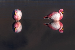 Bolivia Wildlife - Landscape, Nature and Cityscape Photography - Olga Loschinina Photography