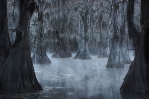 Cypress Swamps Landscape - Landscape, Nature and Cityscape Photography - Olga Loschinina Photography