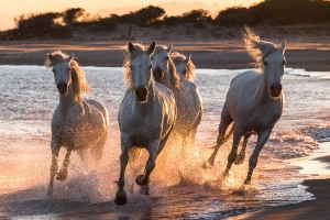 France, Wildlife, Horses - Landscape, Nature and Cityscape Photography - Olga Loschinina Photography
