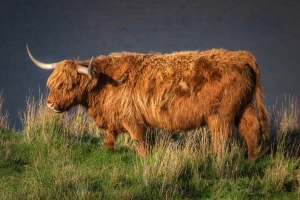 Great Britain Wildlife - Landscape, Nature and Cityscape Photography - Olga Loschinina Photography