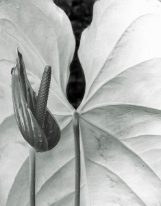 NDZ-OL-NZ7_5105