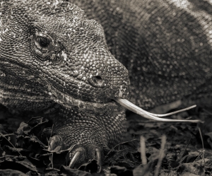 Indonesia Wildlife - Landscape, Nature and Cityscape Photography - Olga Loschinina Photography