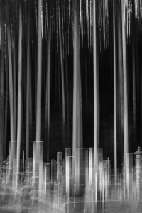 JPN-OL-NZ7_5043