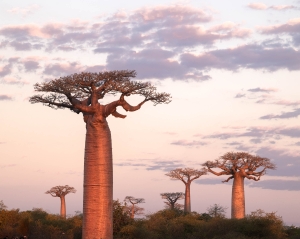 Madagascar Landscape - Landscape, Nature and Cityscape Photography - Olga Loschinina Photography