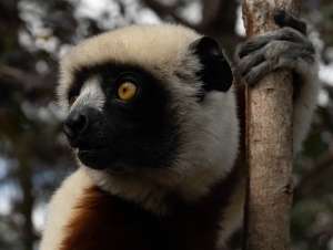 Madagascar Wildlife - Landscape, Nature and Cityscape Photography - Olga Loschinina Photography
