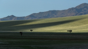 NAM-OL-NZ7_0018