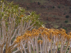 NAM-OL-NZ7_0320