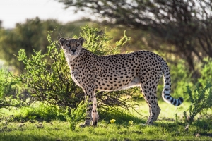 Namibia Wildlife - Landscape, Nature and Cityscape Photography - Olga Loschinina Photography