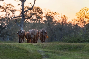 Nepal Wildlife - Landscape, Nature and Cityscape Photography - Olga Loschinina Photography