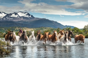 Patagonia Wildlife - Landscape, Nature and Cityscape Photography - Olga Loschinina Photography