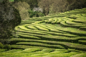 PRT-OL-NZ8_4442