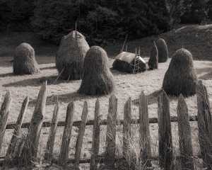 ROM-OL-NZ8_6368