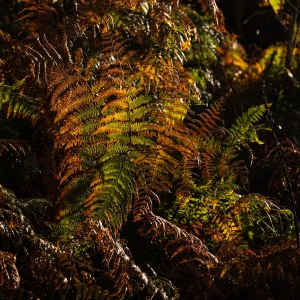ESP-OL-NZ8_5617