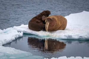 Spitsbergen Wildlife - Landscape, Nature and Cityscape Photography - Olga Loschinina Photography