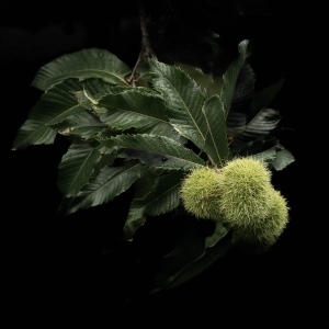 SWZ-OL-NZ8_6017