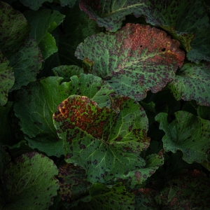 SWZ-OL-NZ8_6081