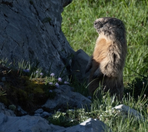 Switzerland Wildlife - Landscape, Nature and Cityscape Photography - Olga Loschinina Photography