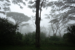 TNZ-OL-NZ8_4894