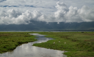 TNZ-OL-NZ8_5375