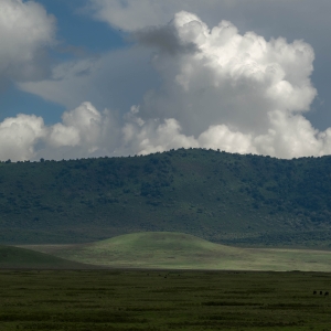 TNZ-OL-NZ8_5582
