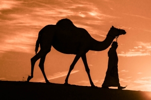 UAE Wildlife - Landscape, Nature and Cityscape Photography - Olga Loschinina Photography